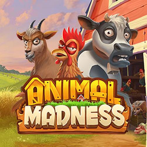 animal madness PLAYNGO